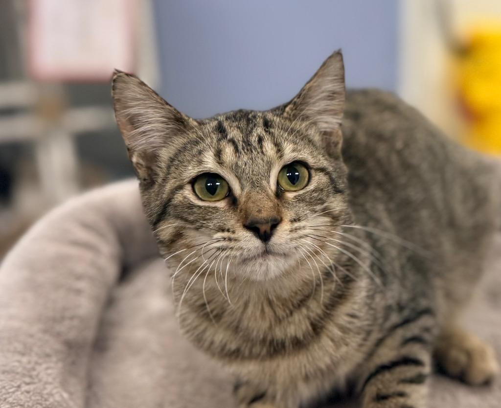 Gum, a Adopted mixed breed in Belton, TX image 2/3