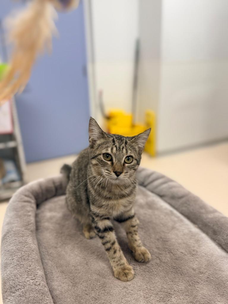 Gum, a Adopted mixed breed in Belton, TX image 3/3