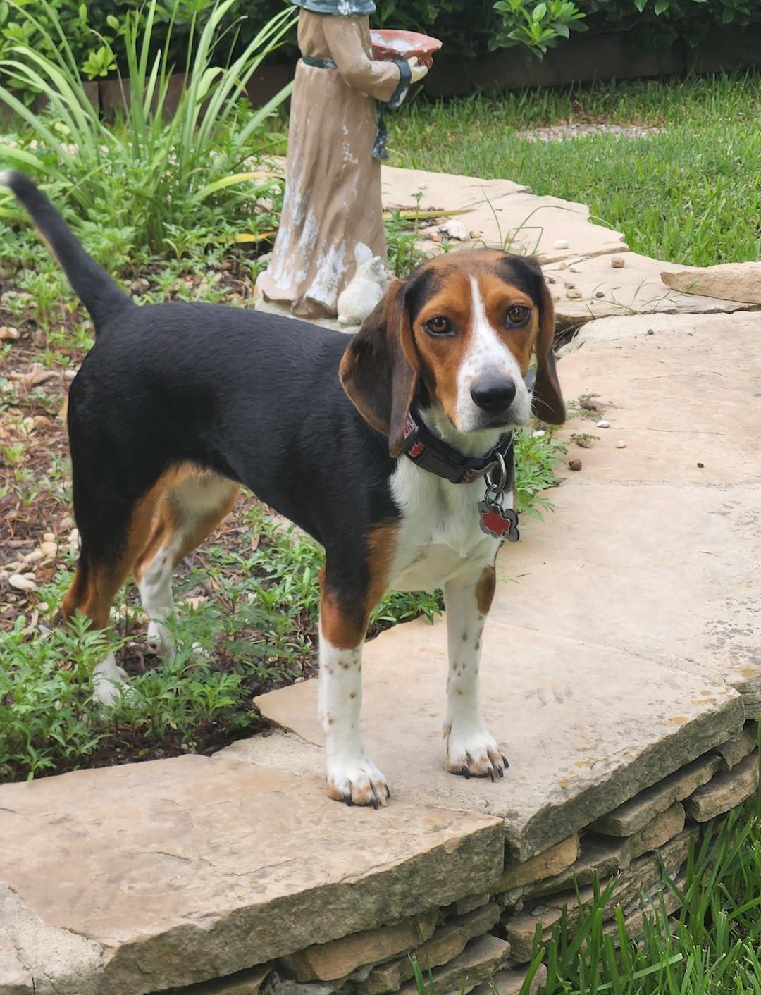 Enlarge Dora, a Adoptable Beagle in Tomball, TX image 4/6
