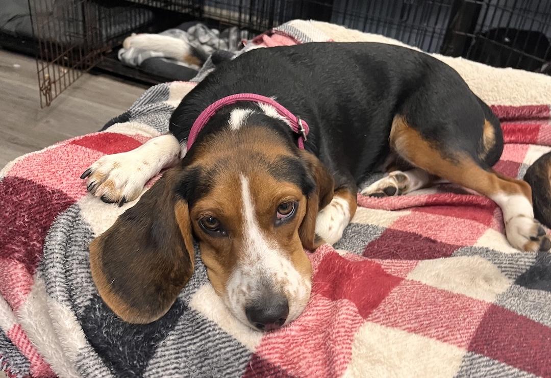 Enlarge Dora, a Adoptable Beagle in Tomball, TX image 6/6