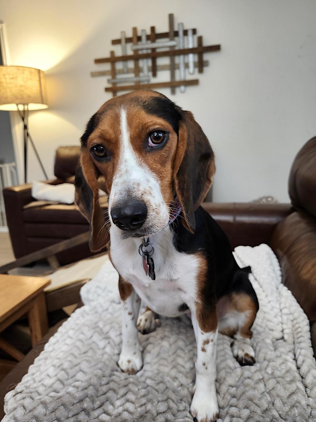Enlarge Dora, a Adoptable Beagle in Tomball, TX image 5/6