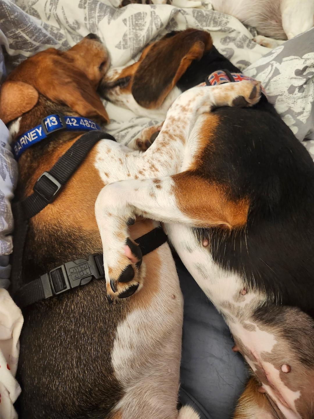 Enlarge Dora, a Adoptable Beagle in Tomball, TX image 3/6