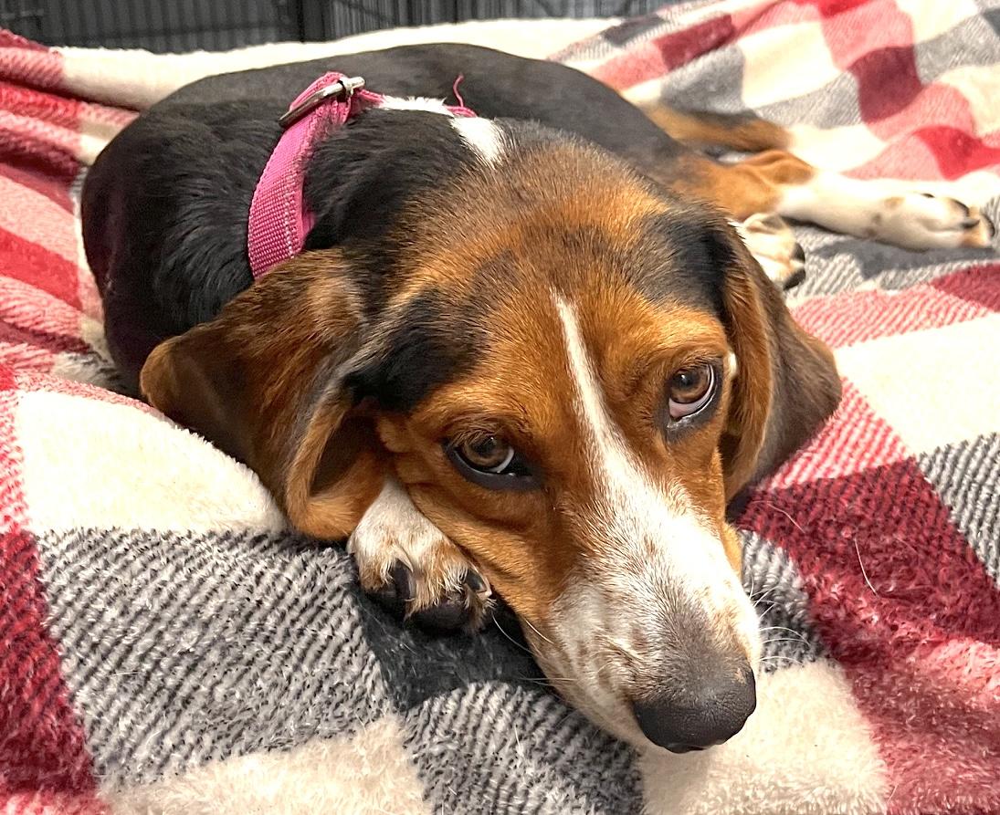 Dora, Adoptable, Adult Female Beagle.