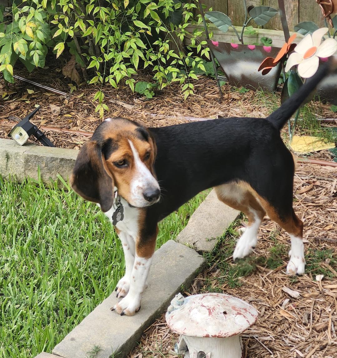Enlarge Dora, a Adoptable Beagle in Tomball, TX image 2/6