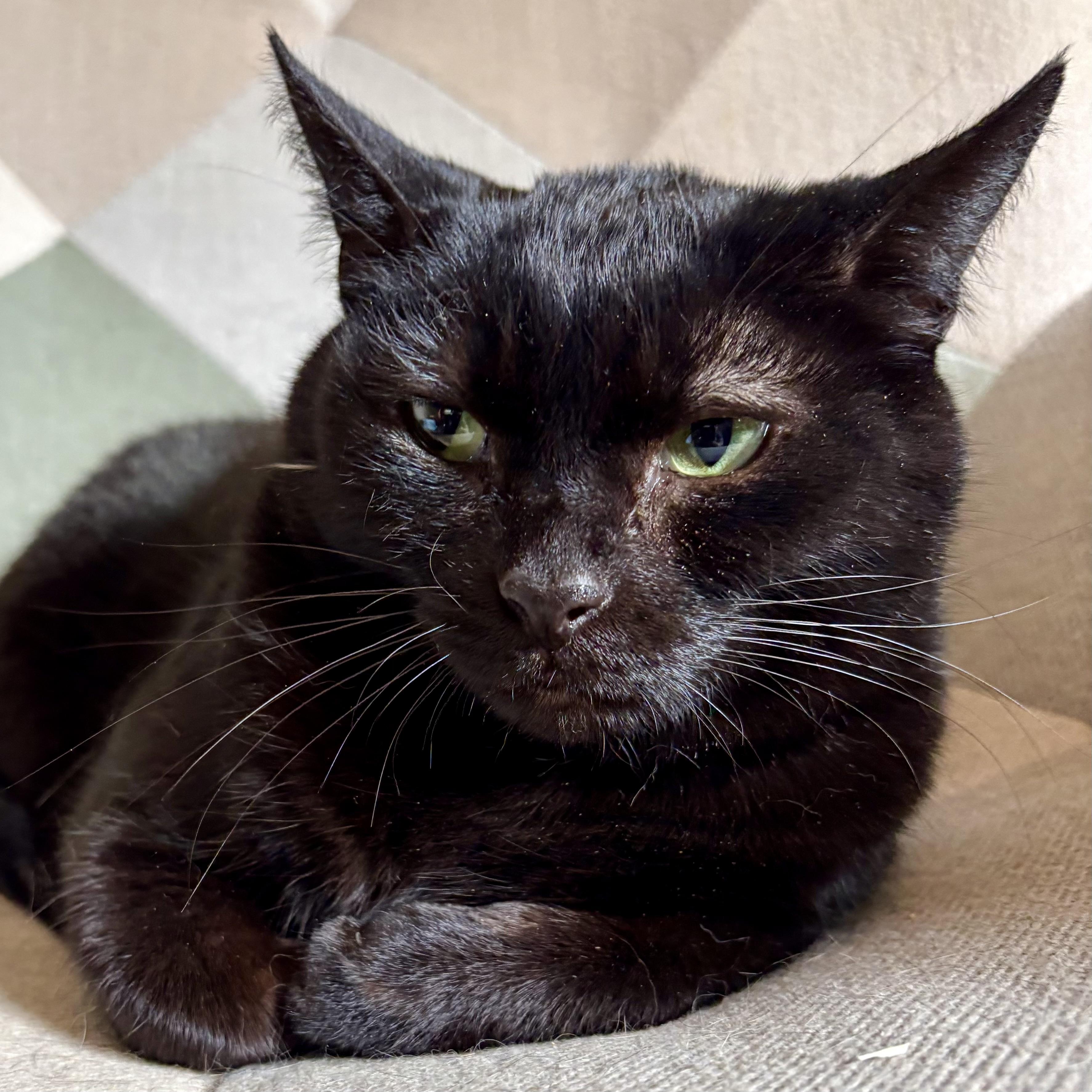Cornelia, Adoptable, Adult Female Domestic Short Hair.