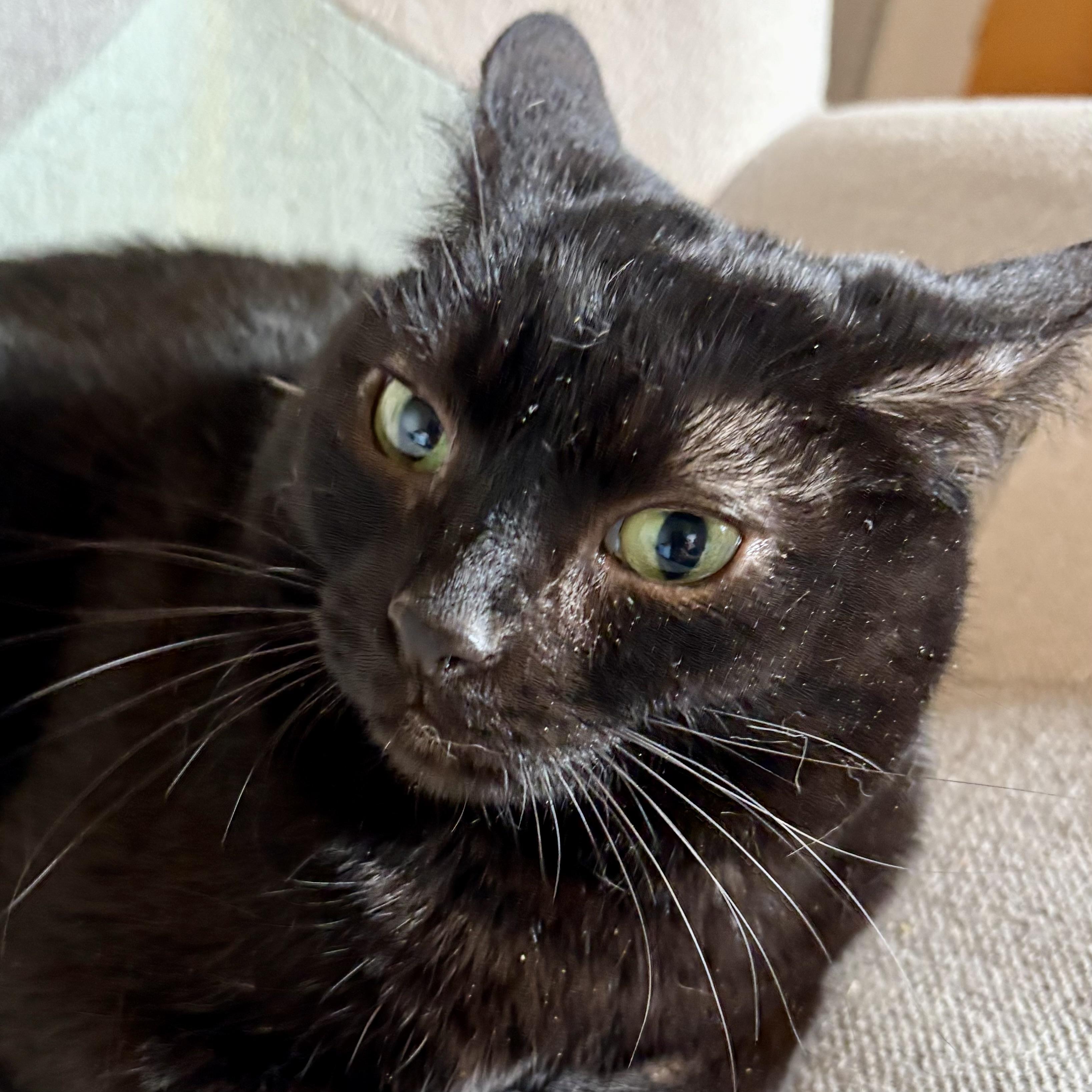 Enlarge Cornelia, a Adoptable Domestic Short Hair in Akron, OH image 2/2