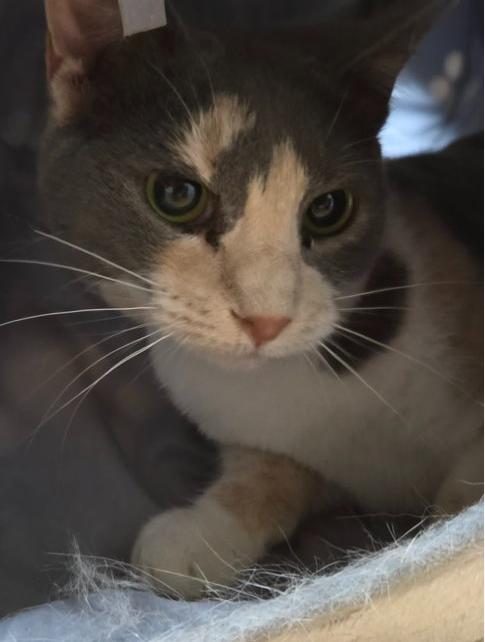 Enlarge Jane, a ADOPTABLE Dilute Calico in Minneapolis, MN image 3/3