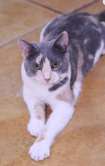 Enlarge Jane, a ADOPTABLE Dilute Calico in Minneapolis, MN image 2/3