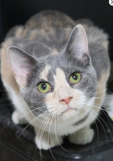 Enlarge Jane, a ADOPTABLE Dilute Calico in Minneapolis, MN image 1/3