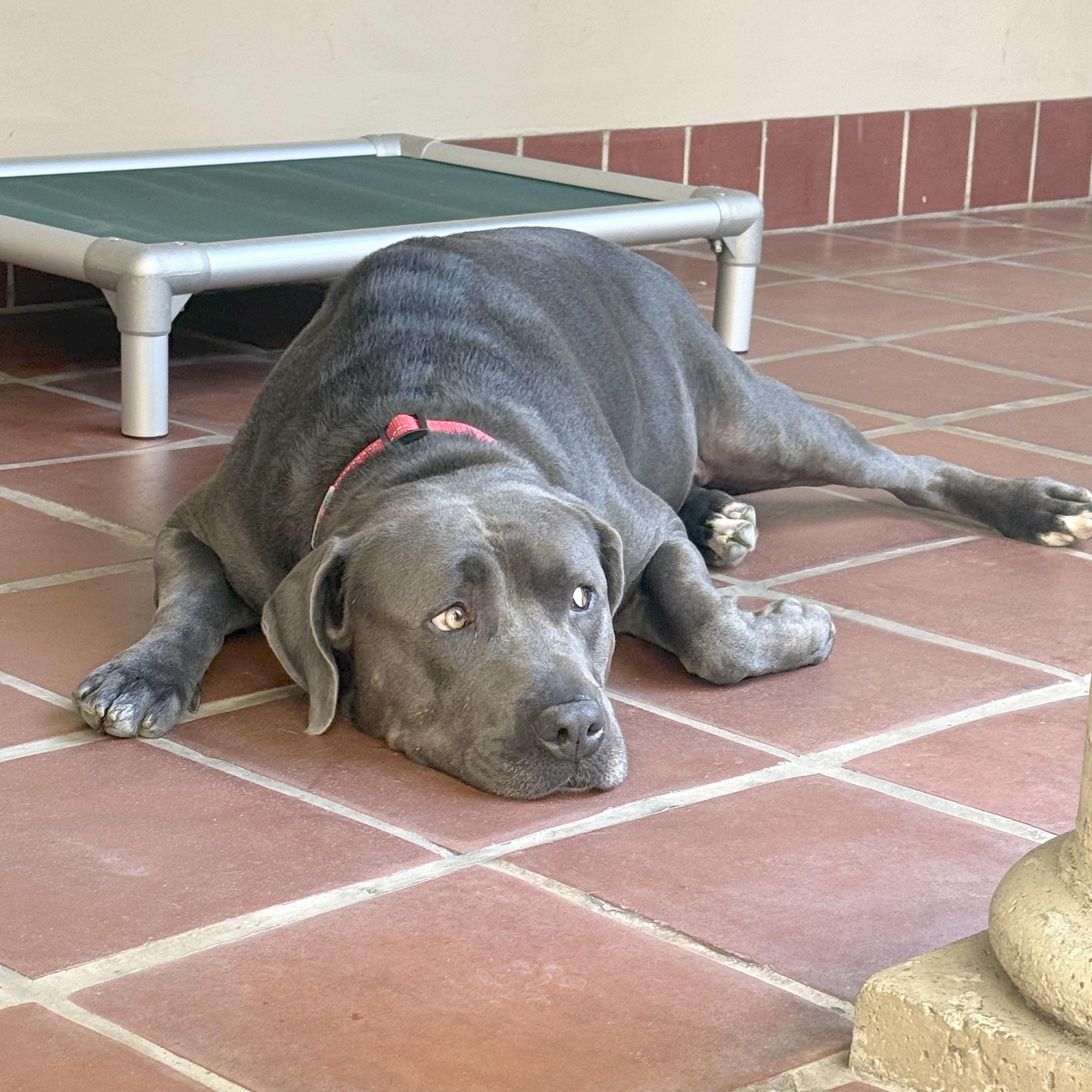 Enlarge Kenny, a ADOPTABLE mixed breed in Sun Valley, CA image 4/5