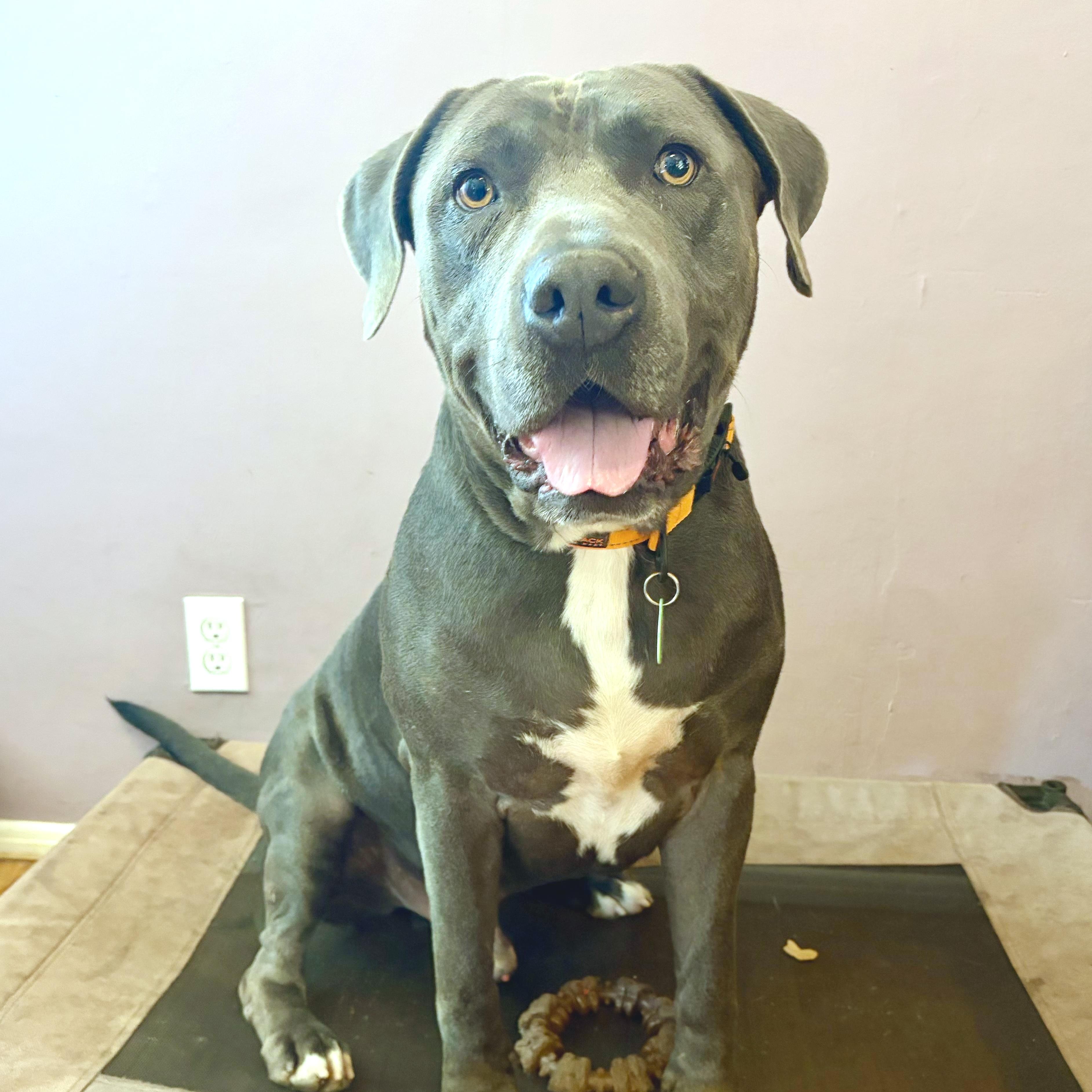 Enlarge Kenny, a ADOPTABLE mixed breed in Sun Valley, CA image 1/5