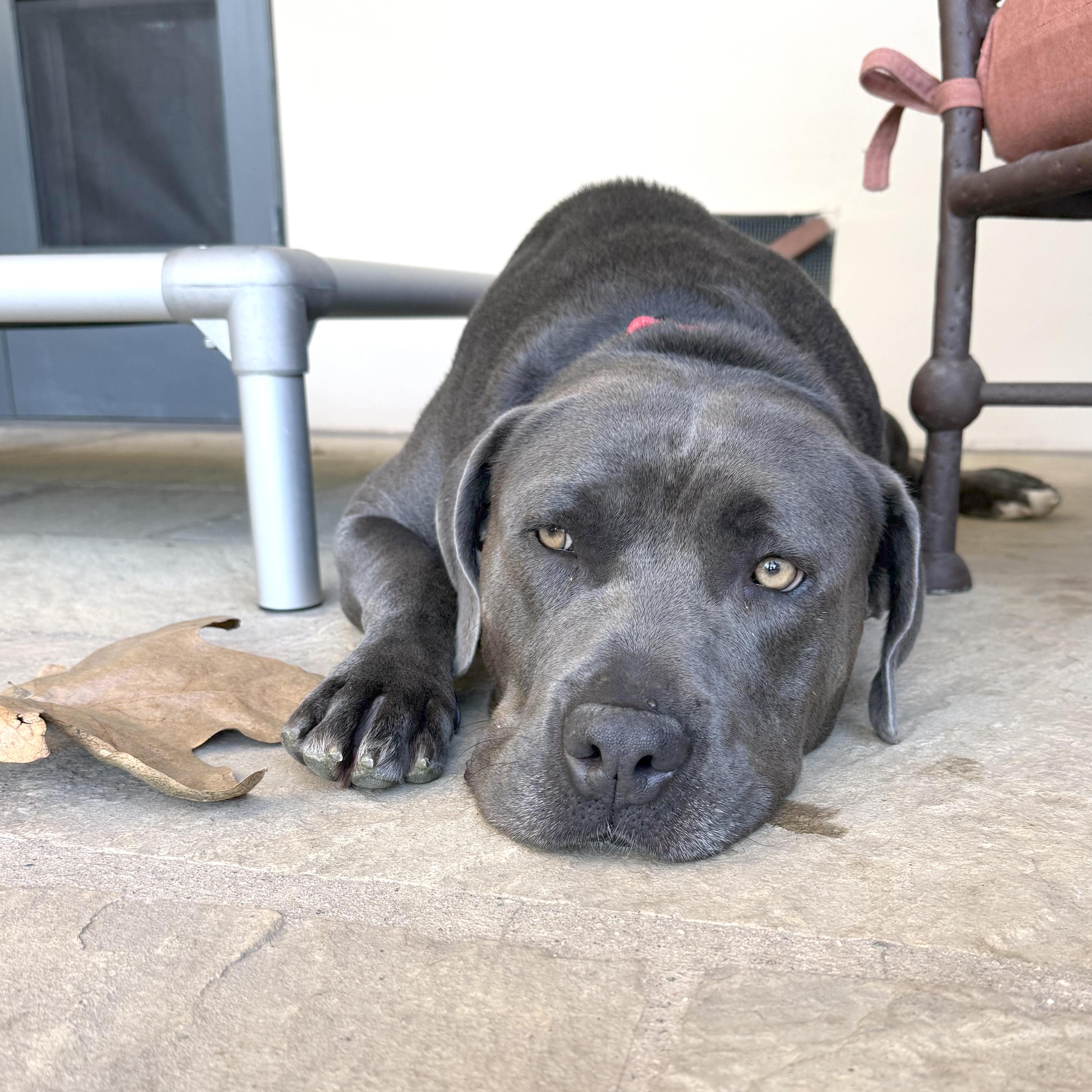 Enlarge Kenny, a ADOPTABLE mixed breed in Sun Valley, CA image 3/5