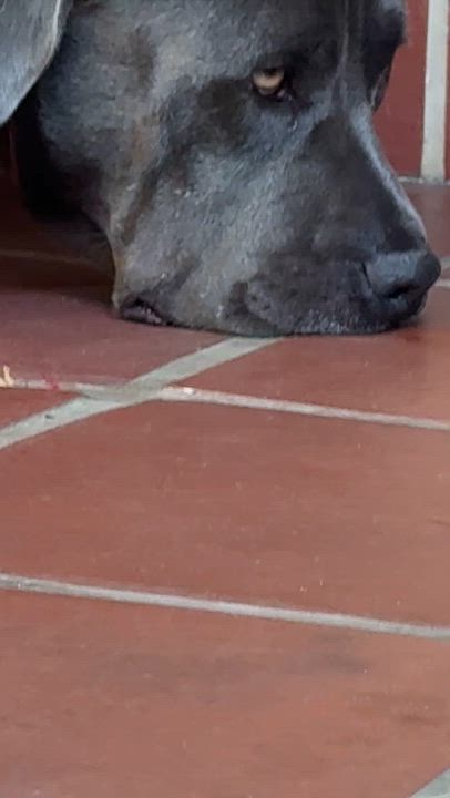 Enlarge Kenny, a ADOPTABLE mixed breed in Sun Valley, CA video 5/5