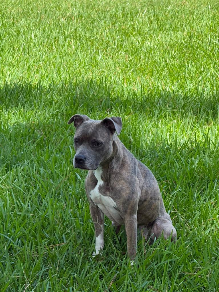 Enlarge Canela, a Adoptable mixed breed in Kennewick, WA image 3/4