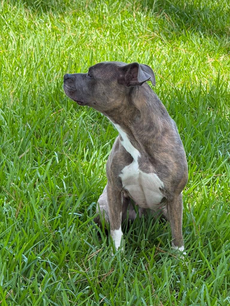 Enlarge Canela, a Adoptable mixed breed in Kennewick, WA image 4/4
