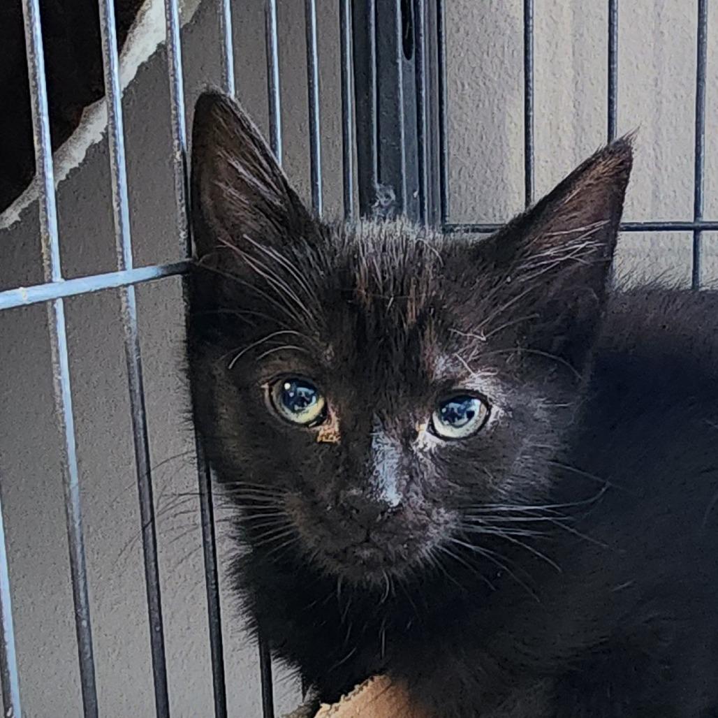 Mitchell, Adoptable, Kitten Male Domestic Short Hair.