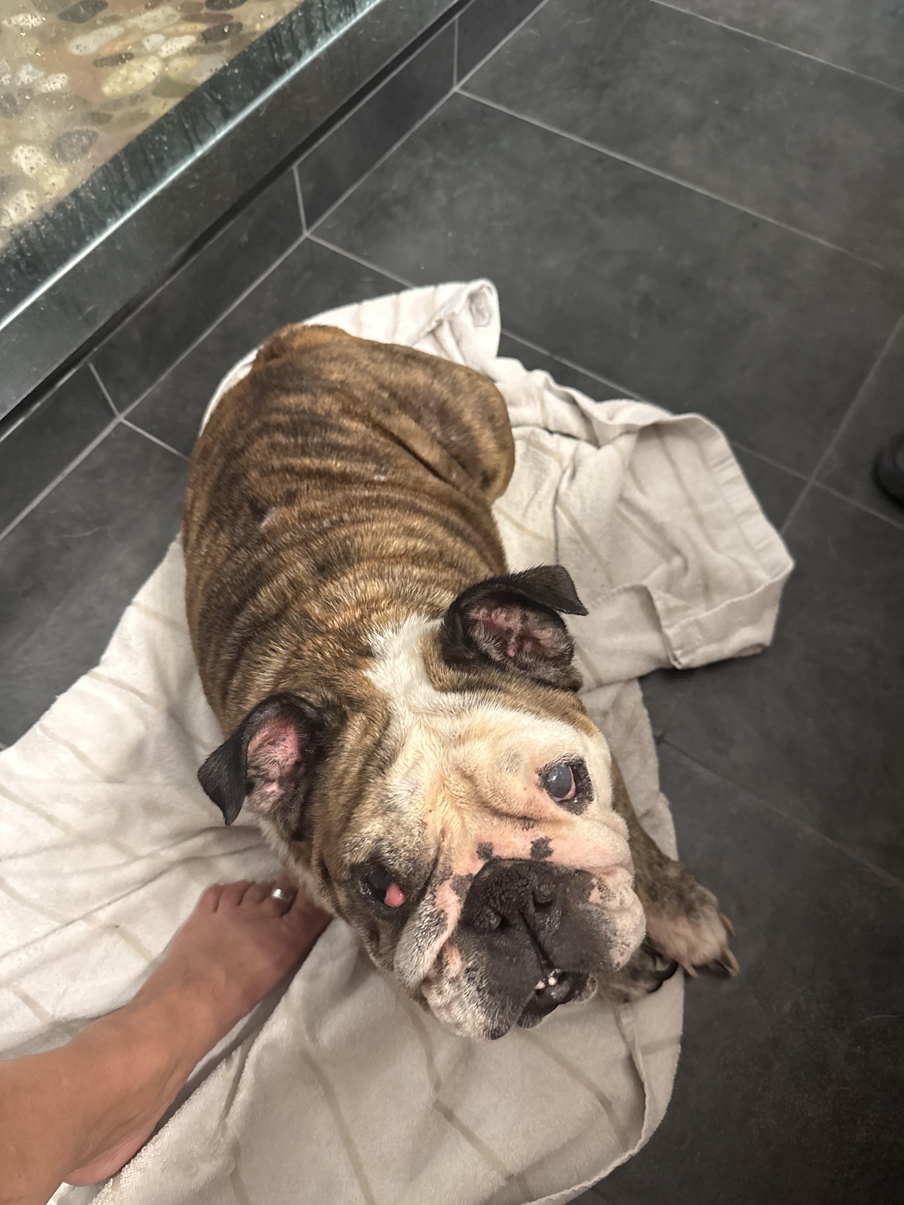 Charlotte, Adoptable, Adult Female English Bulldog.