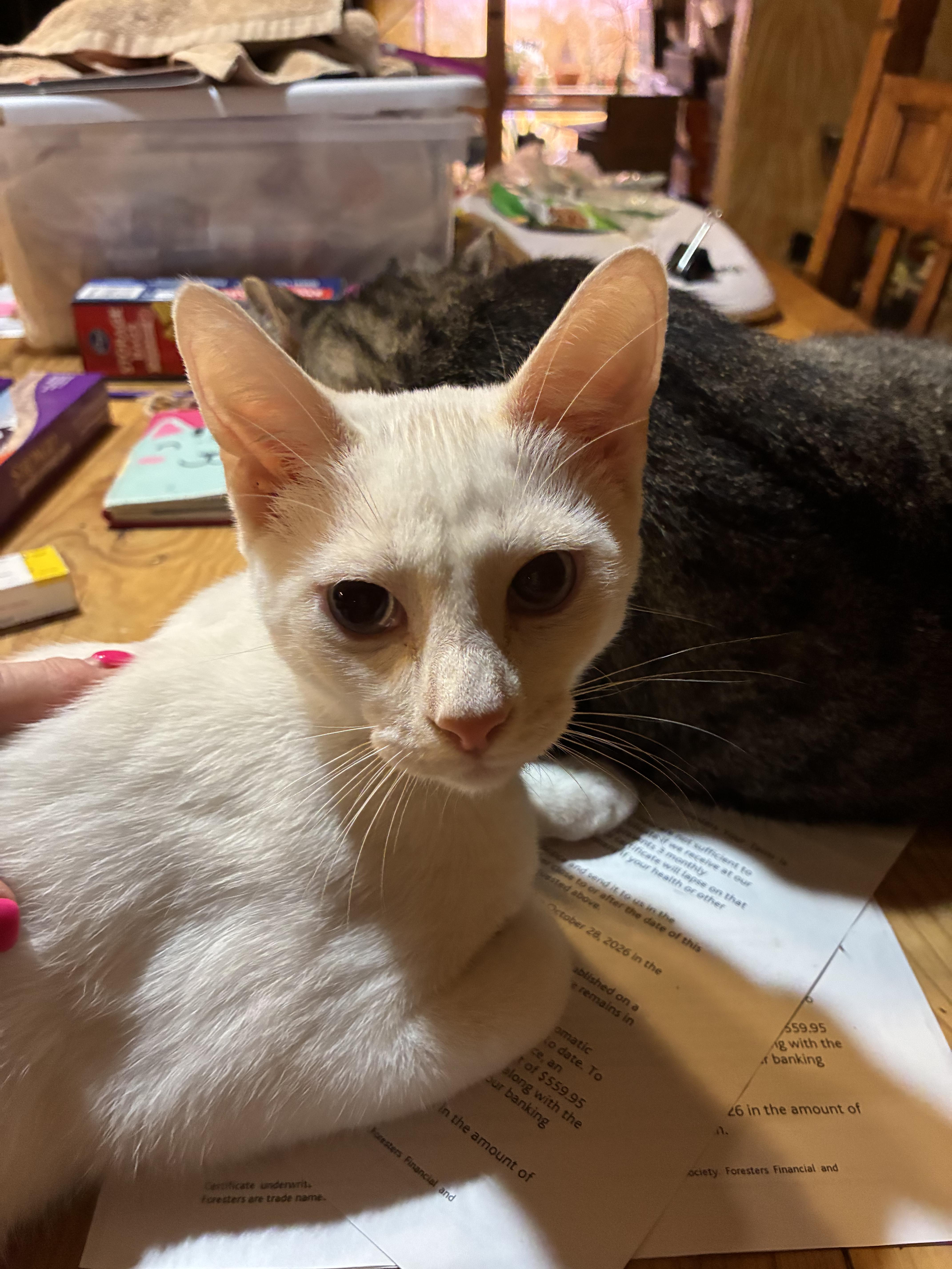 Enlarge Chili, a Adoptable Domestic Short Hair in Indianapolis, IN image 2/2