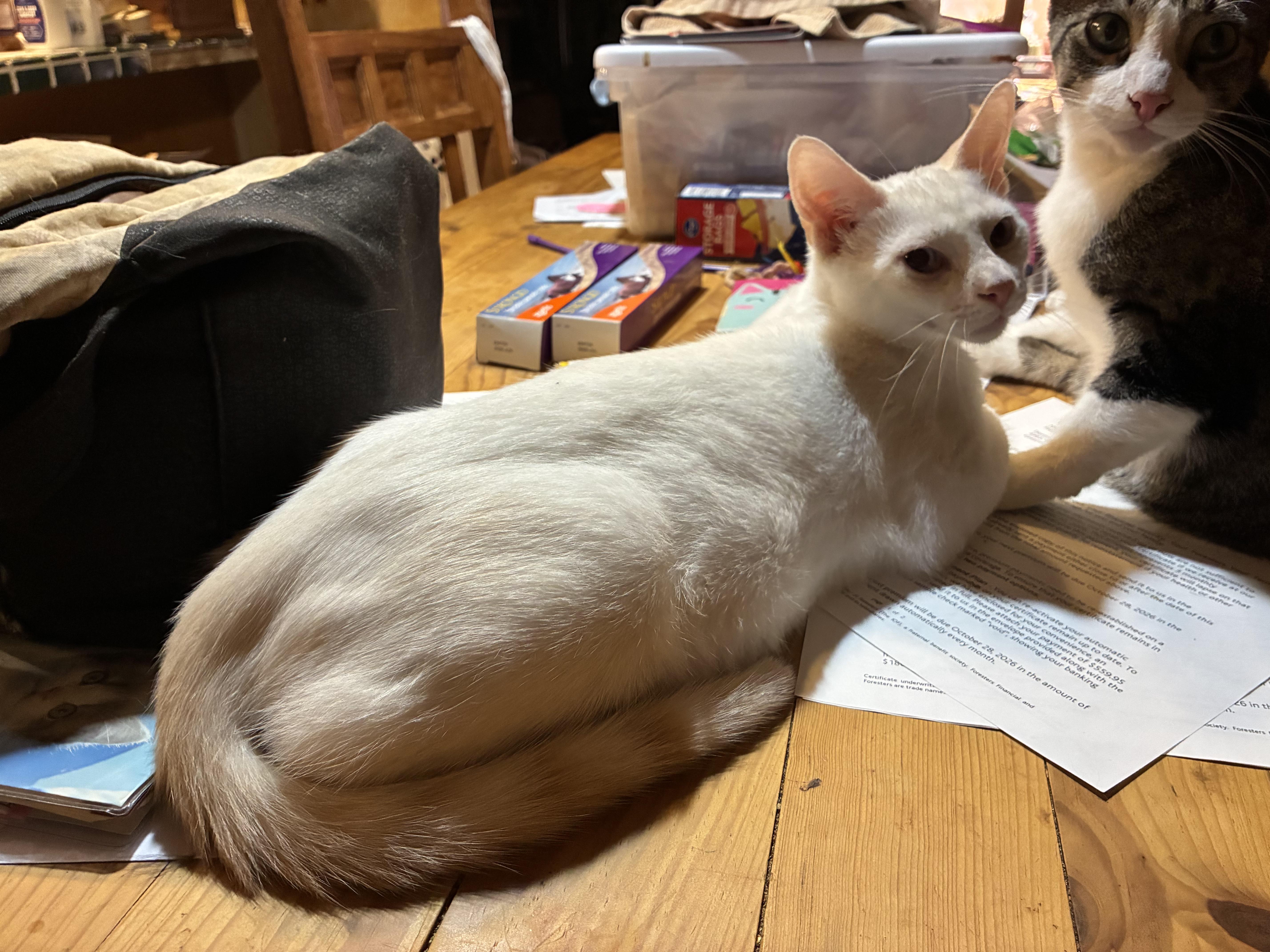 Chili, Adoptable, Kitten Male Domestic Short Hair.