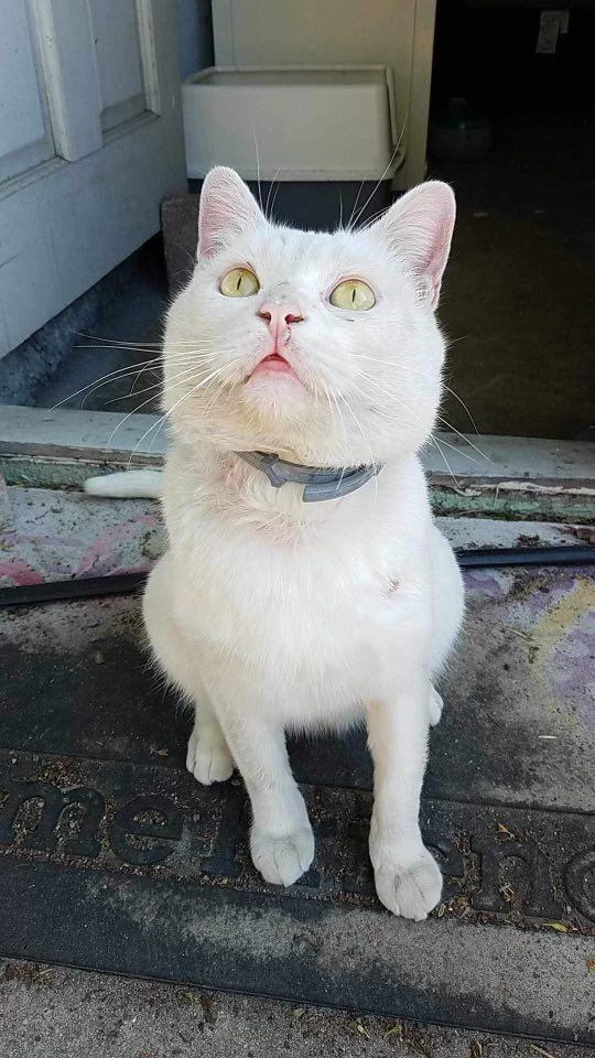 Tommy