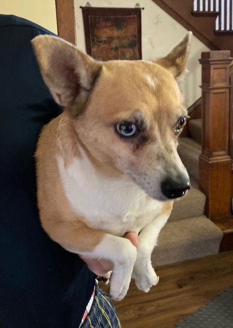 Carson, Adoptable, Adult Male Terrier.