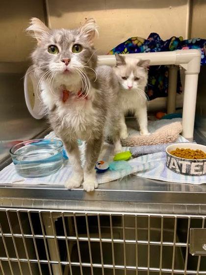 EP, Adoptable, Adult Female Domestic Long Hair & Domestic Short Hair.