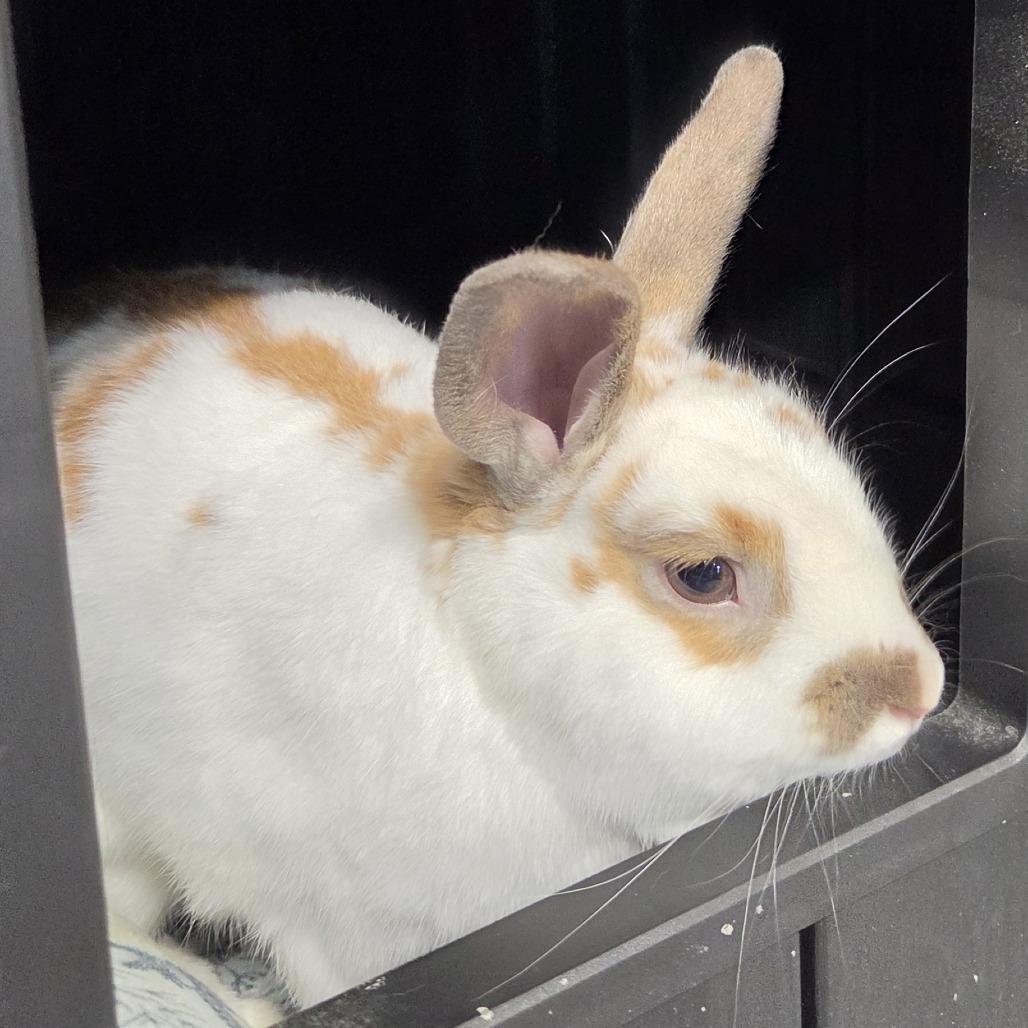 Bon Bon, Adoptable, Young Male American.