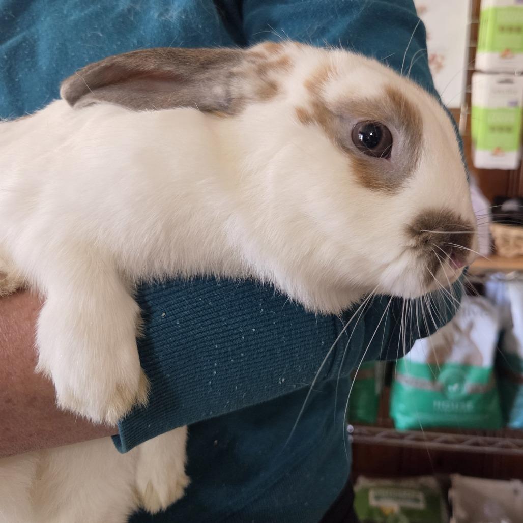 Bon Bon, a Adoptable American in Winston-Salem, NC image 2/4