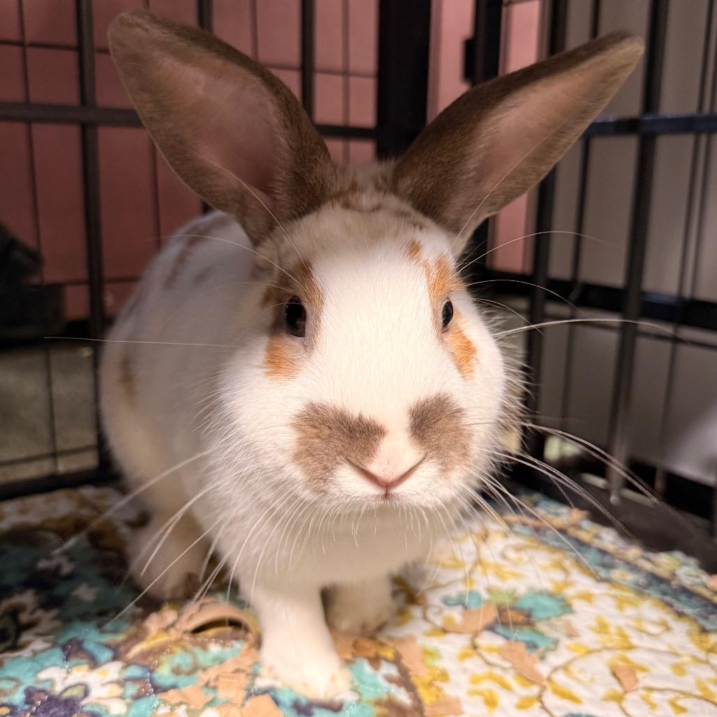 Bon Bon, a Adoptable American in Winston-Salem, NC image 3/4