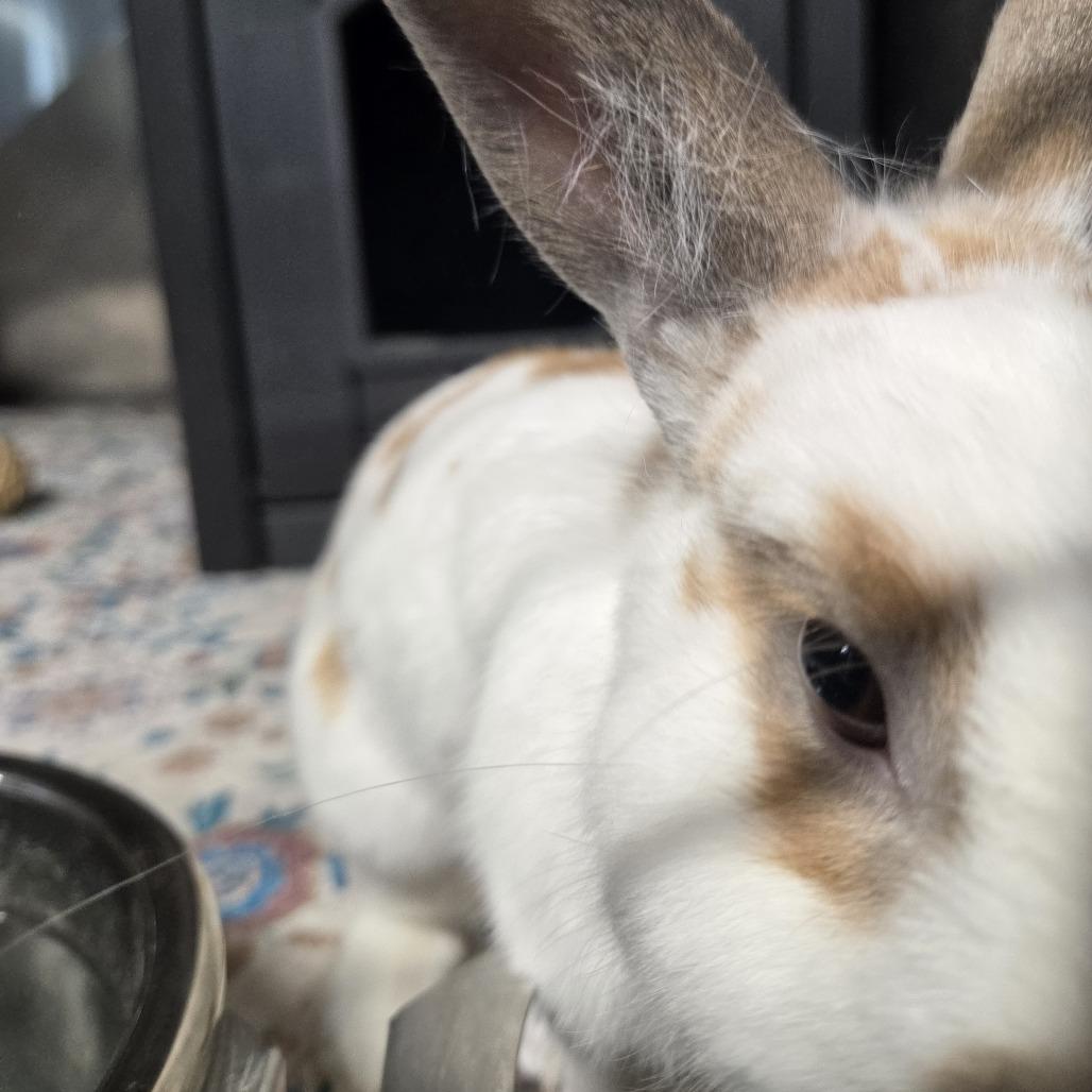 Bon Bon, a Adoptable American in Winston-Salem, NC image 4/4