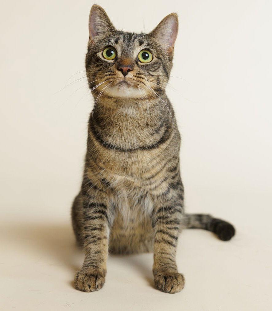 Hannah (+ Will), Adoptable, Adult Female Domestic Short Hair.