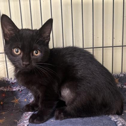 Clydette, Adoptable, Kitten Female Domestic Short Hair & Domestic Short Hair.