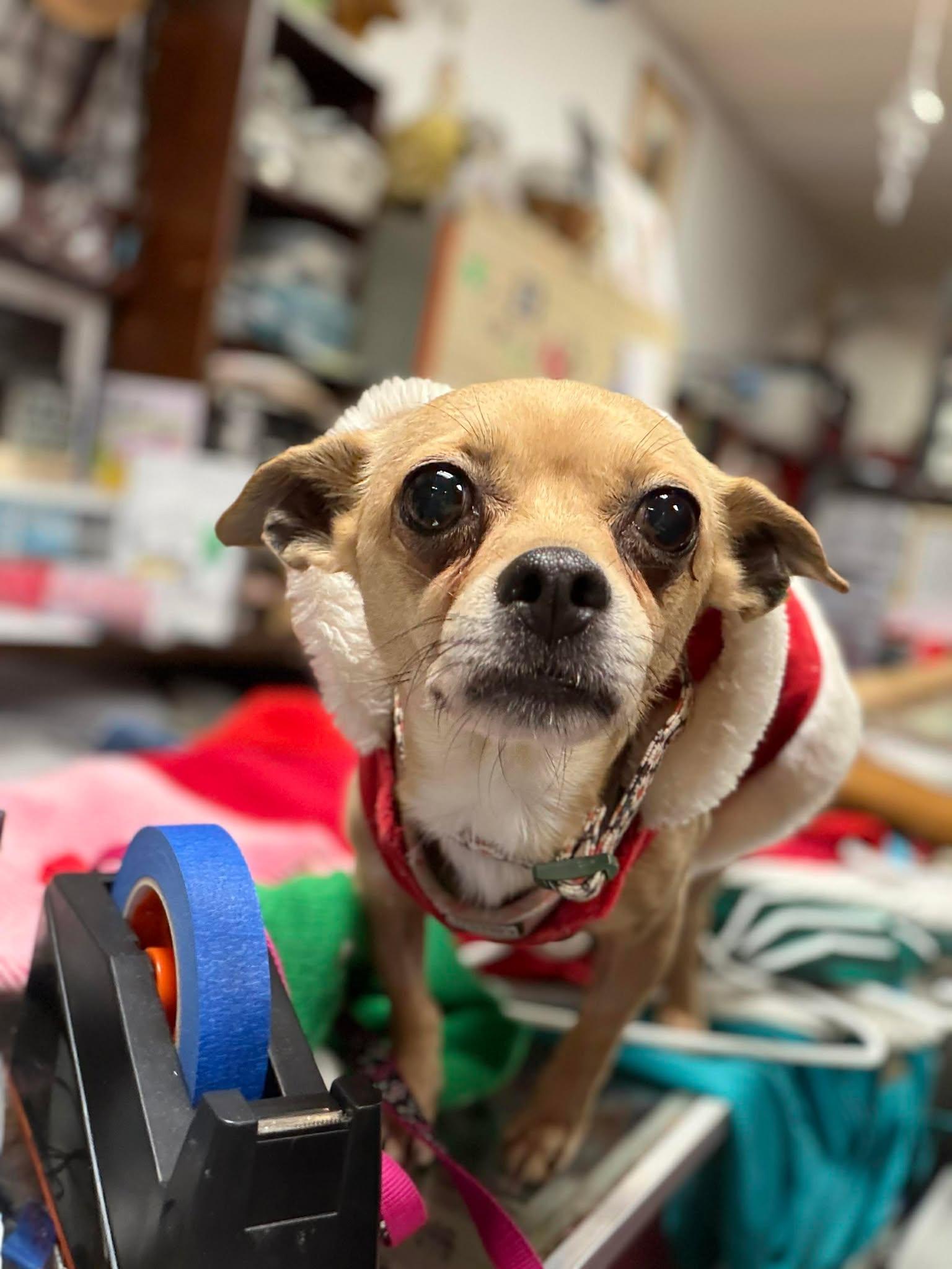 Tan, ADOPTABLE, Adult Female Chiweenie.