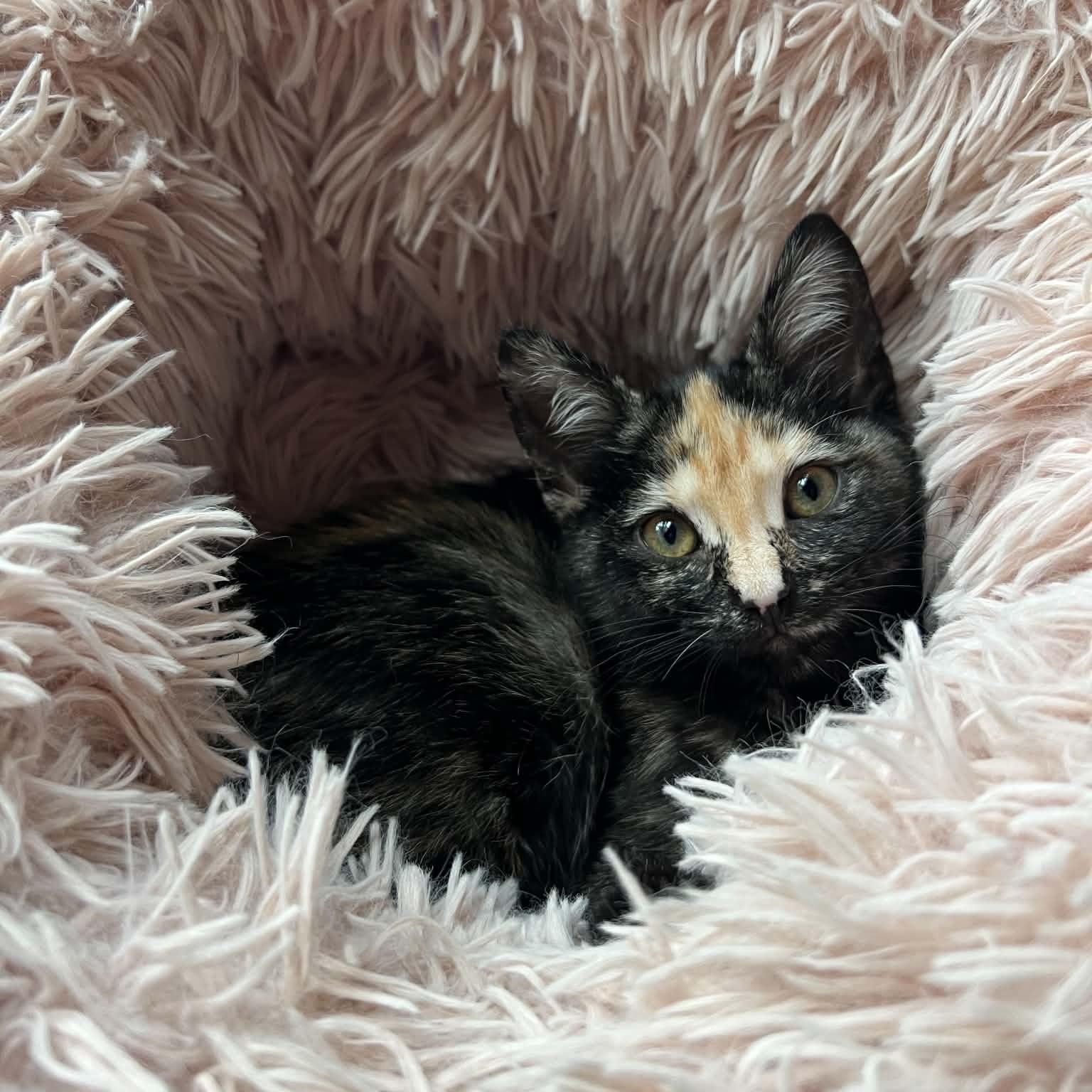 Poe, adoptable, Kitten Female Domestic Short Hair.