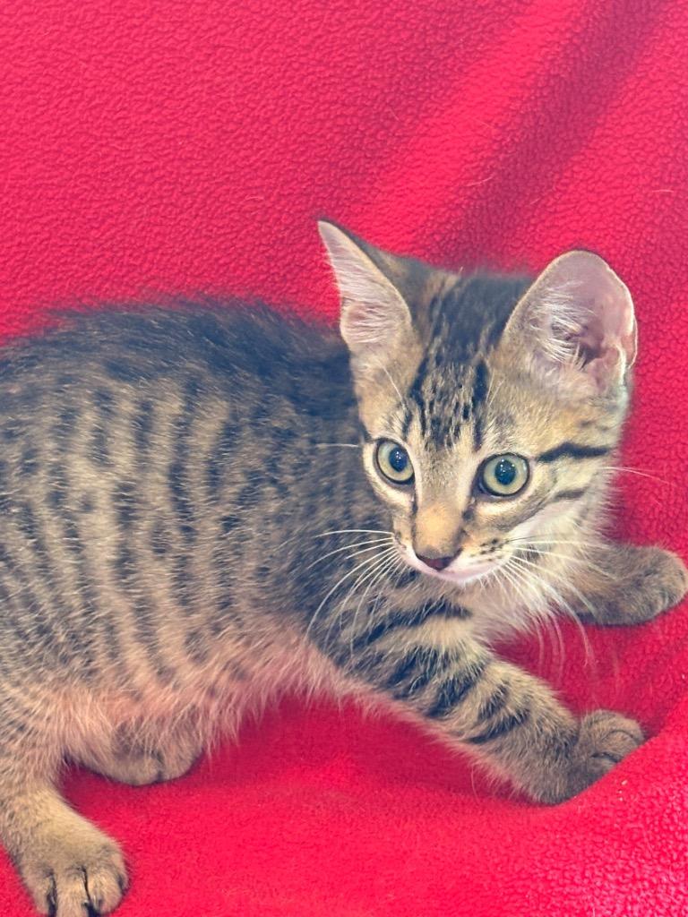 Enlarge Grady, a Adoptable mixed breed in Spring, TX image 2/6