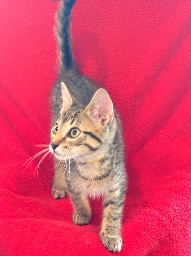 Enlarge Grady, a Adoptable mixed breed in Spring, TX image 5/6