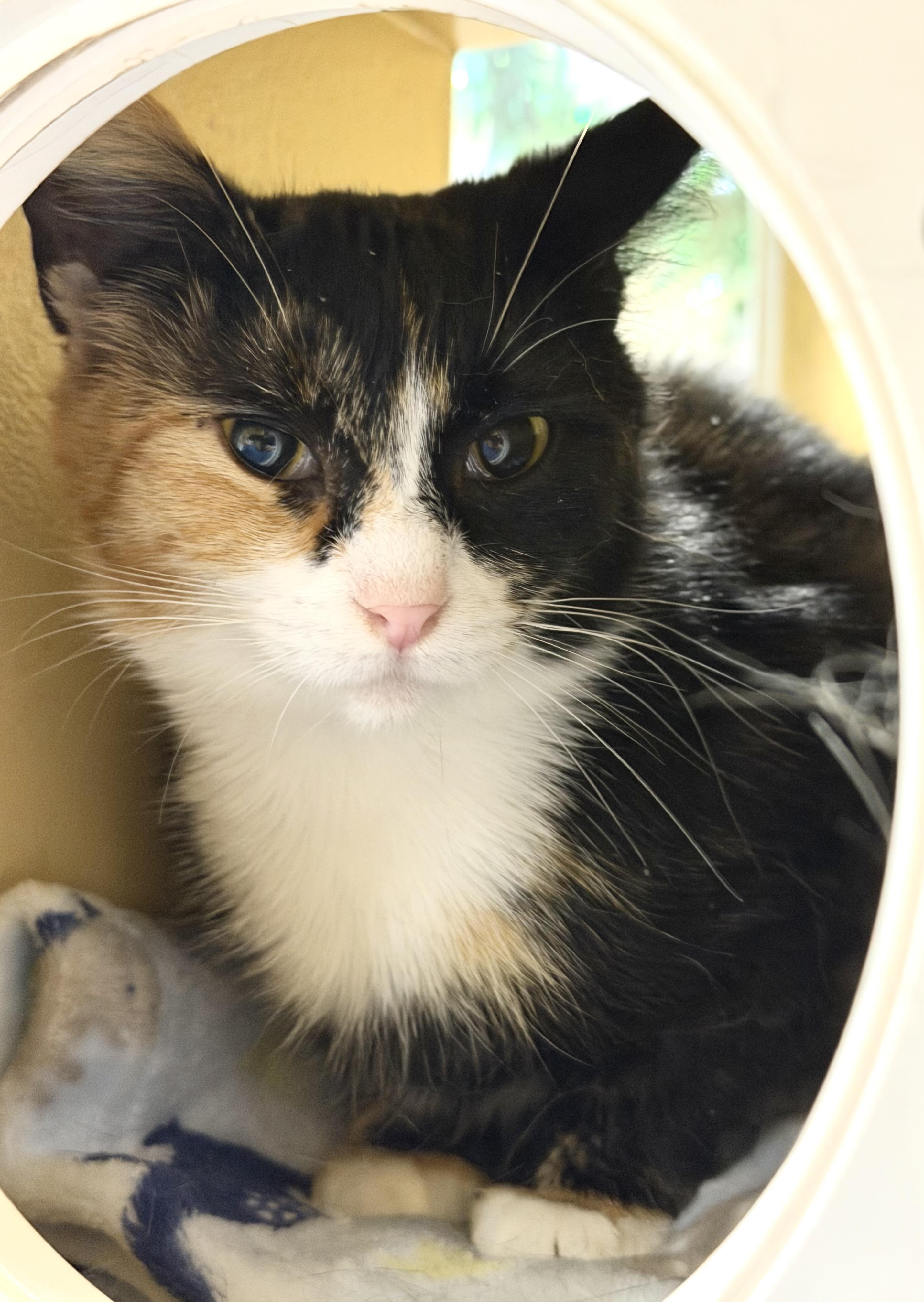 Enlarge Coco, an adopted Calico in Charlotte, NC image 2/2