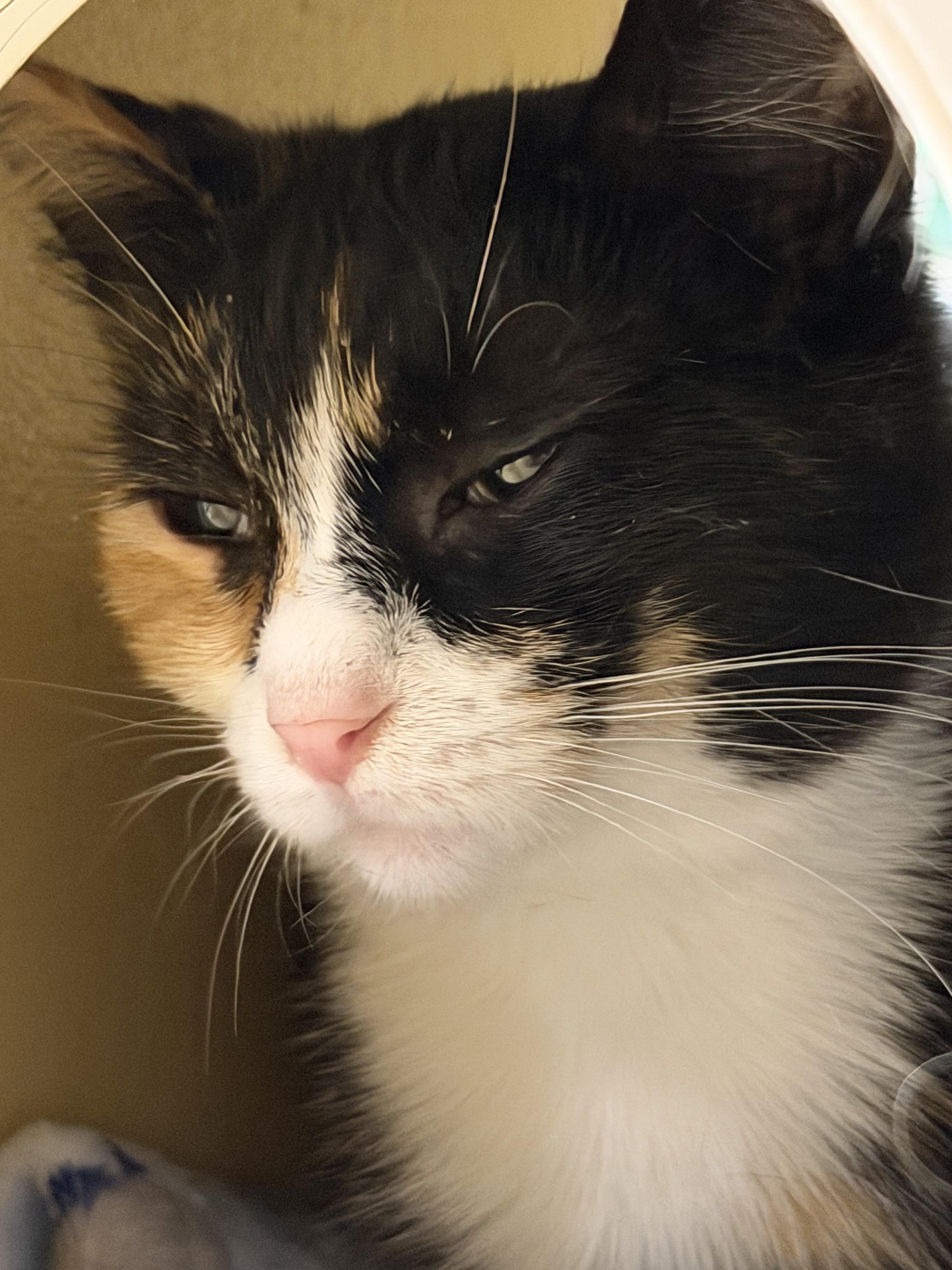 Enlarge Coco, an adopted Calico in Charlotte, NC image 1/2