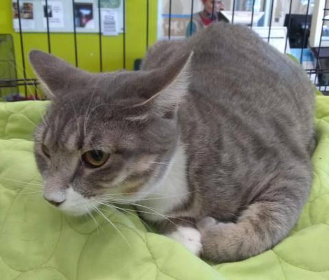 Lovett, a Adoptable Domestic Short Hair in Houston, TX image 1/4