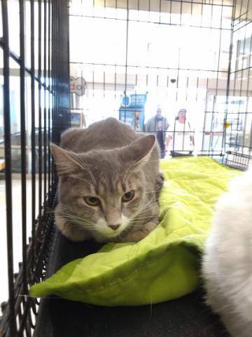 Lovett, a Adoptable Domestic Short Hair in Houston, TX image 2/4