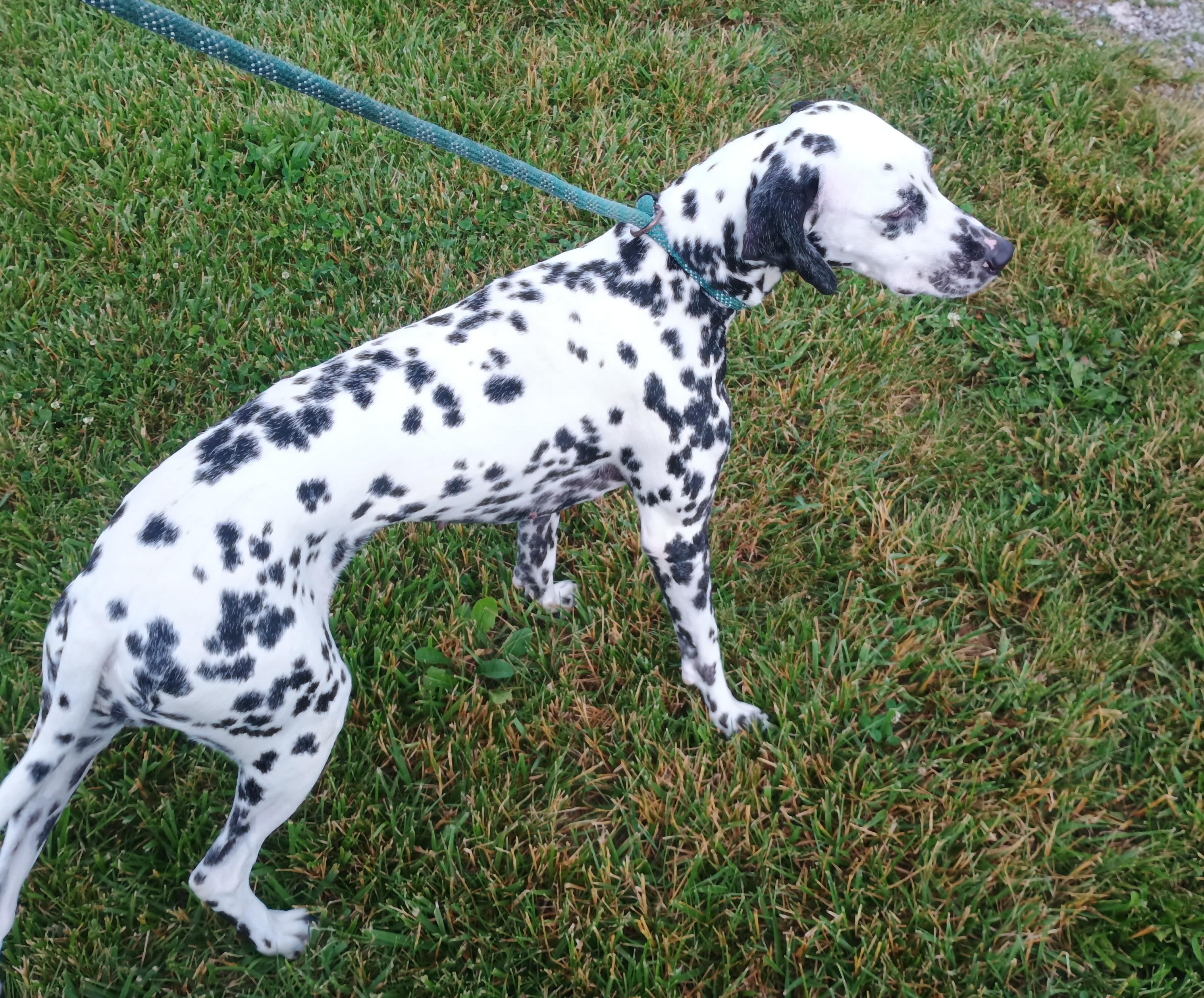 Enlarge Perdita, a ADOPTABLE Dalmatian in Liberty, IN image 2/3
