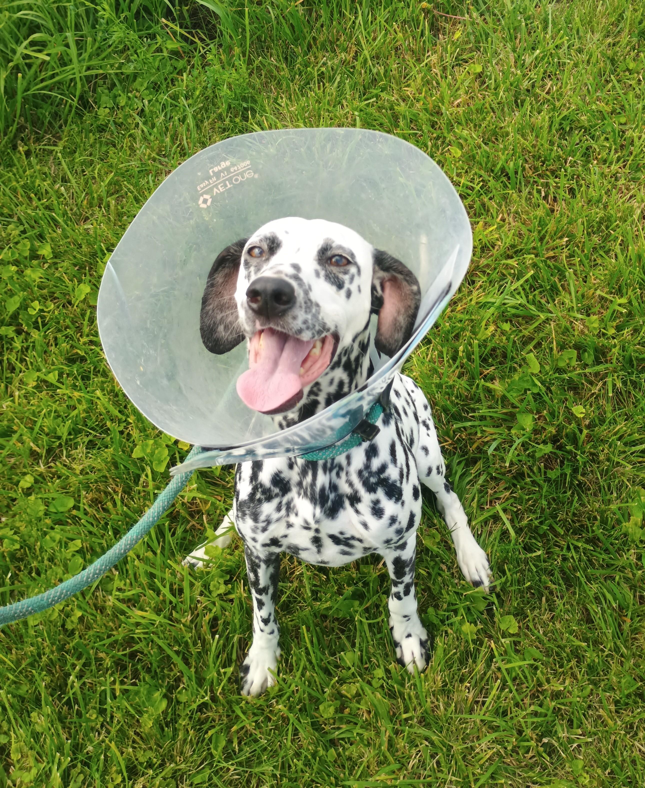 Enlarge Perdita, a ADOPTABLE Dalmatian in Liberty, IN image 3/3