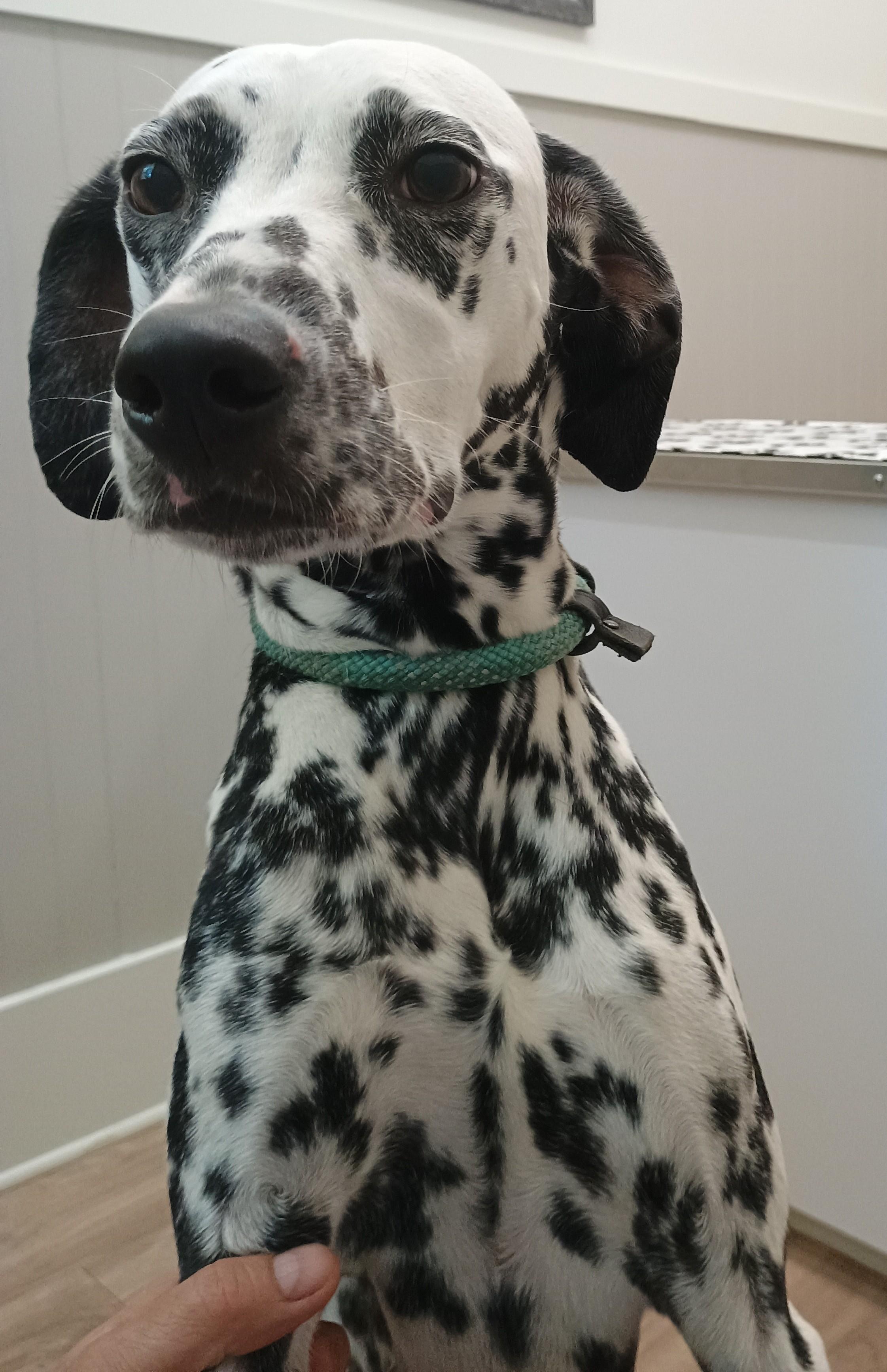 Enlarge Perdita, a ADOPTABLE Dalmatian in Liberty, IN image 1/3