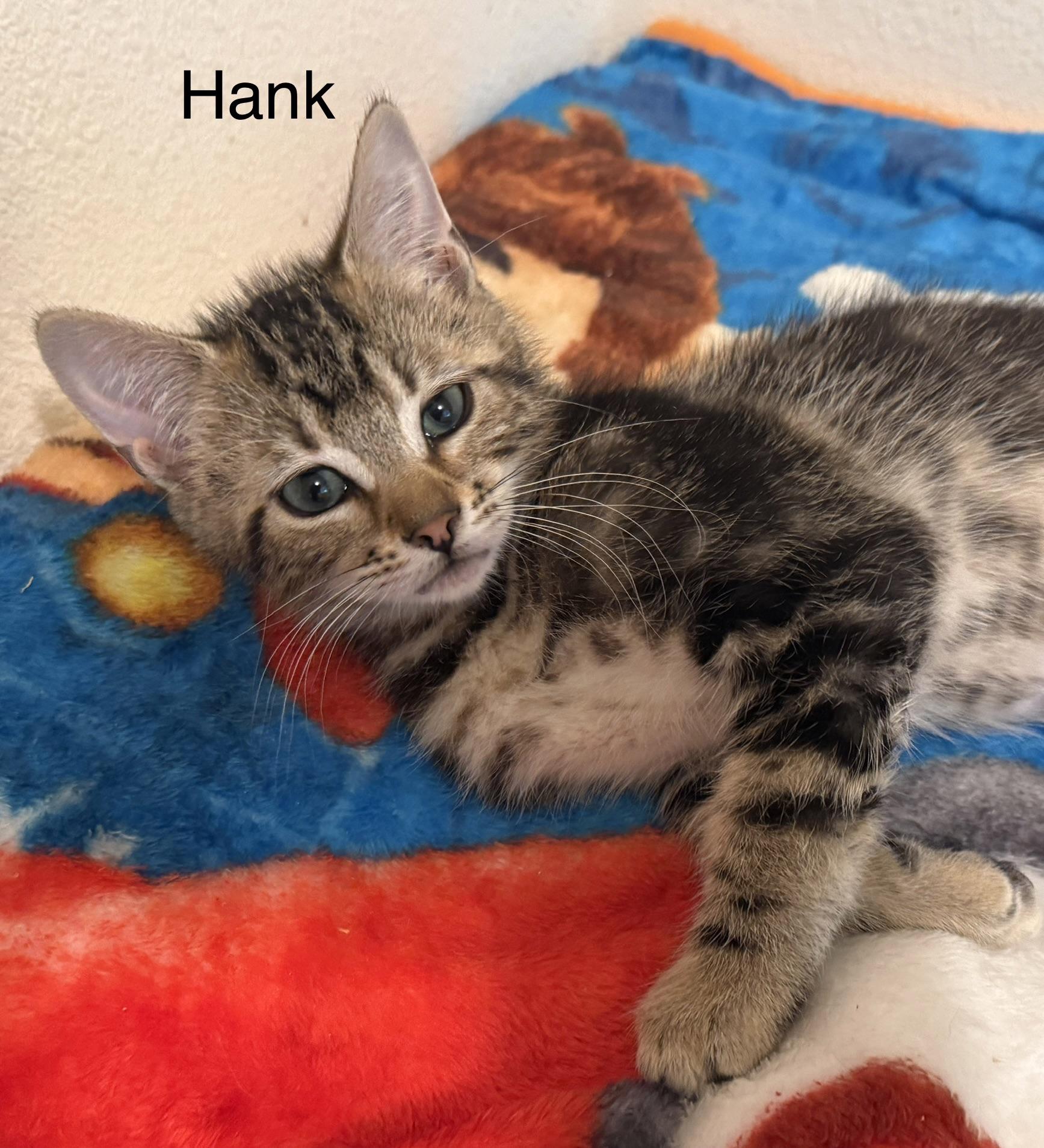 HANK, an adopted mixed breed in Renton, WA image 3/5