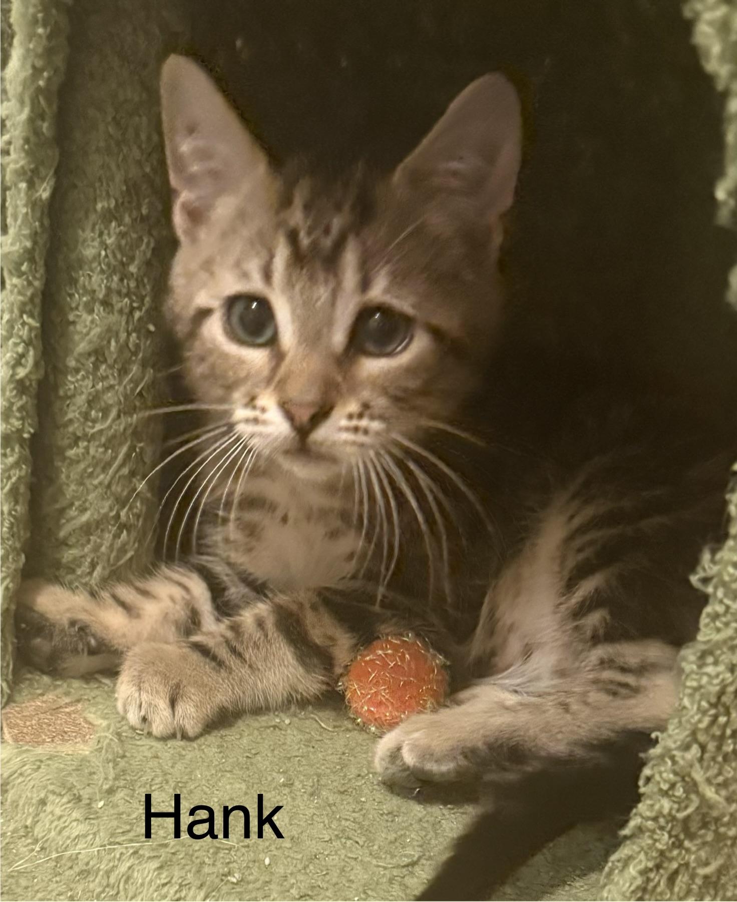 HANK, adopted, Kitten Male Domestic Short Hair & Tabby.