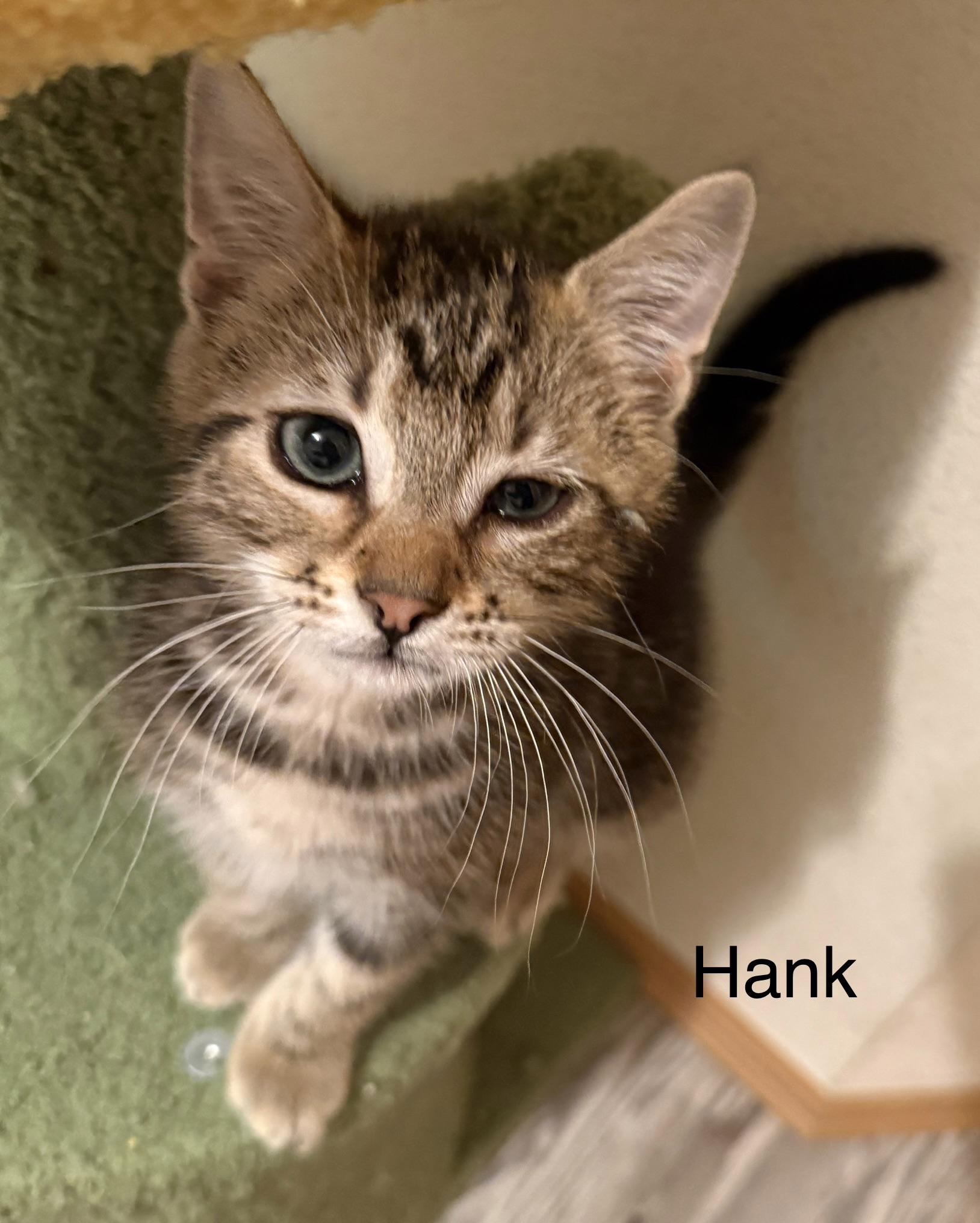 HANK, an adopted mixed breed in Renton, WA image 4/5