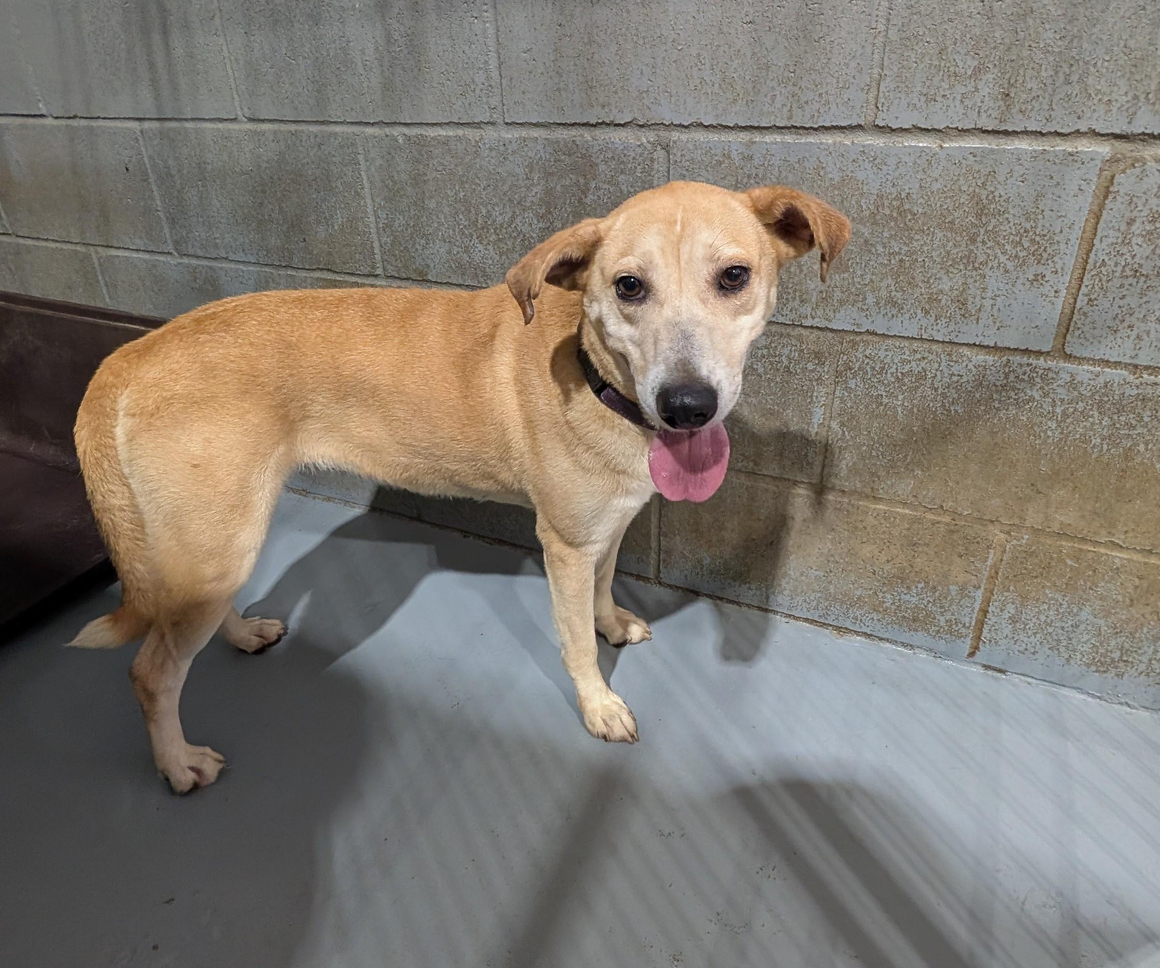 Enlarge Gracie, a ADOPTABLE mixed breed in Coldspring, TX image 1/3