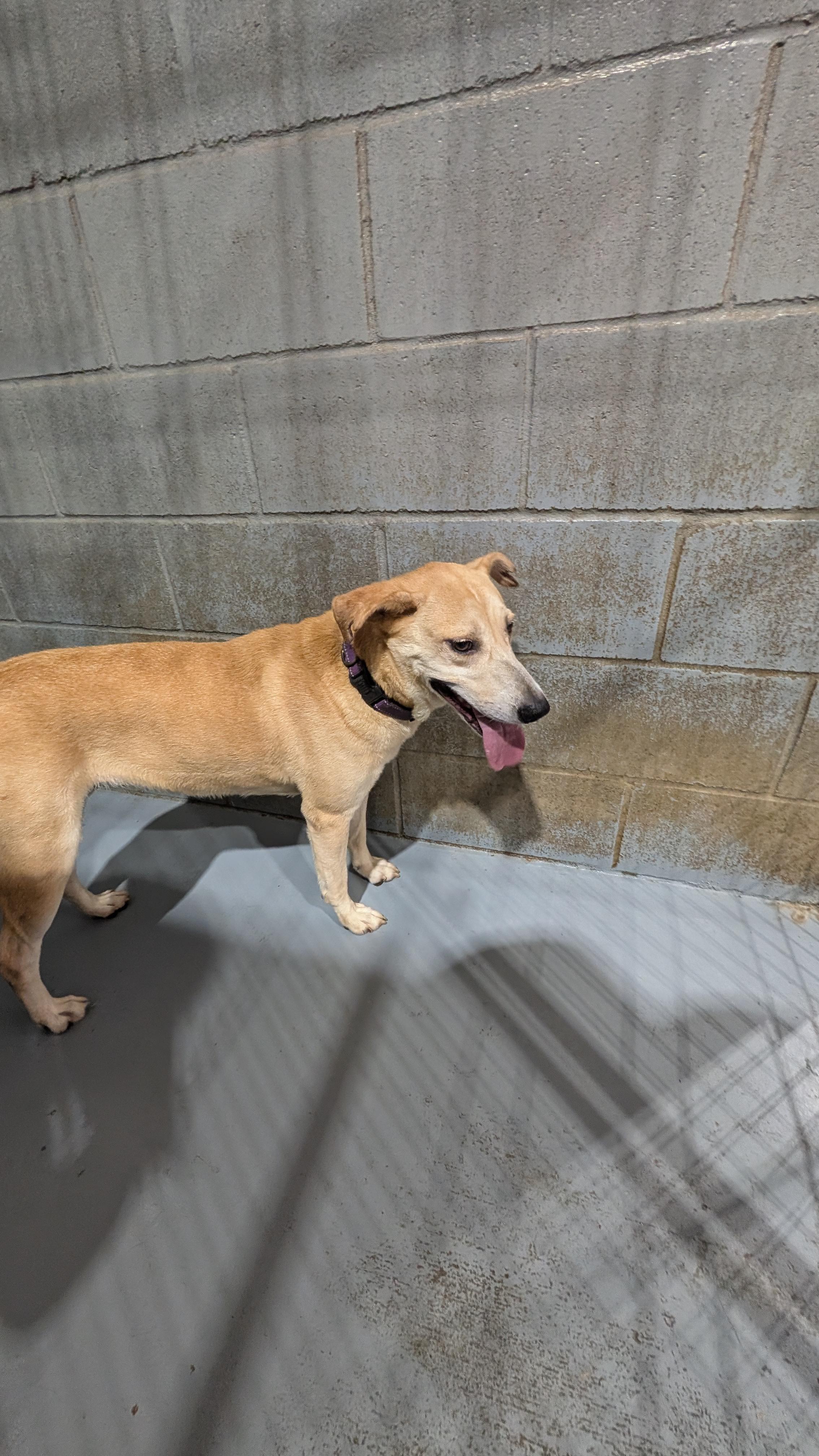 Enlarge Gracie, a ADOPTABLE mixed breed in Coldspring, TX image 3/3