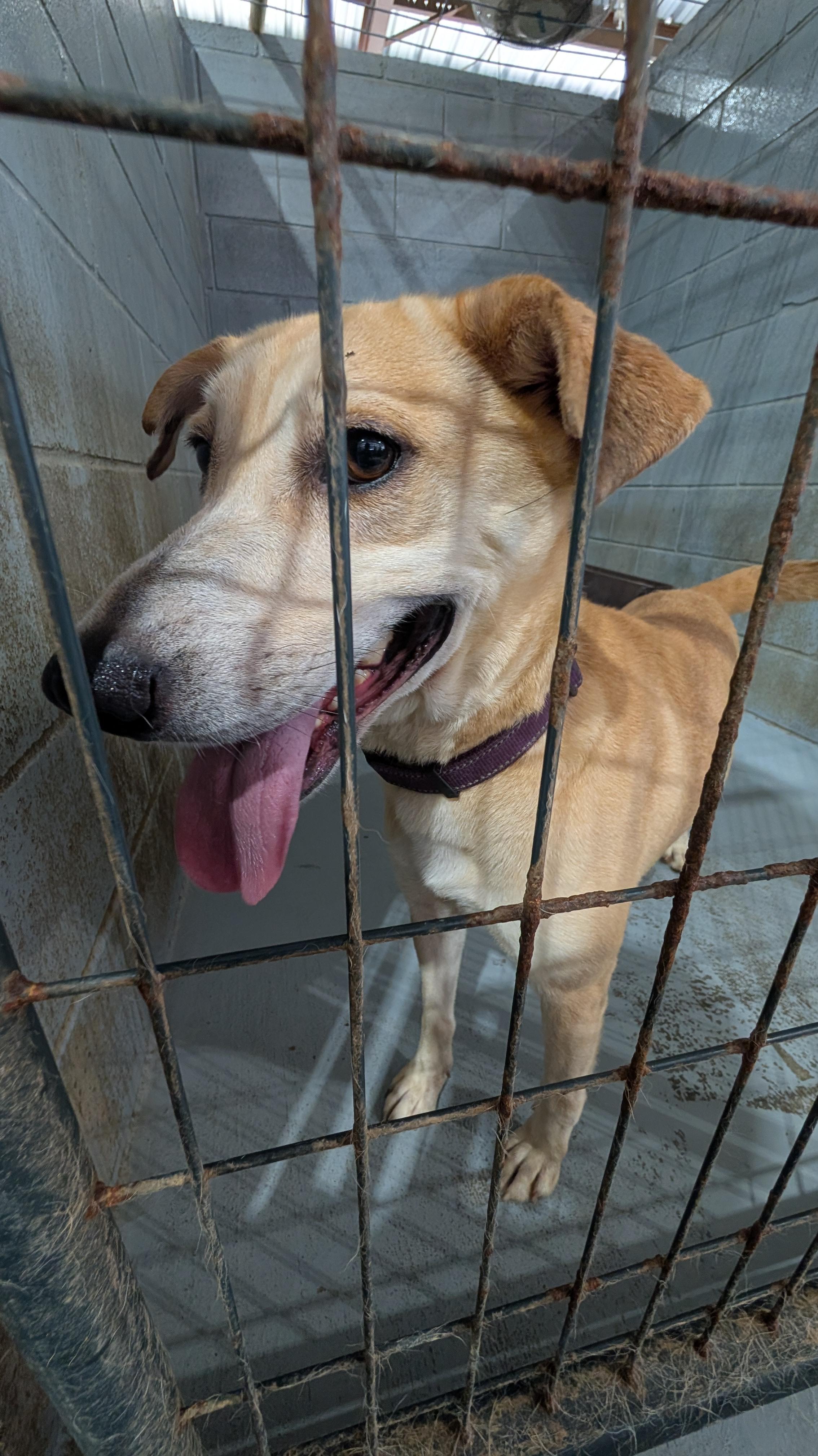 Enlarge Gracie, a ADOPTABLE mixed breed in Coldspring, TX image 2/3