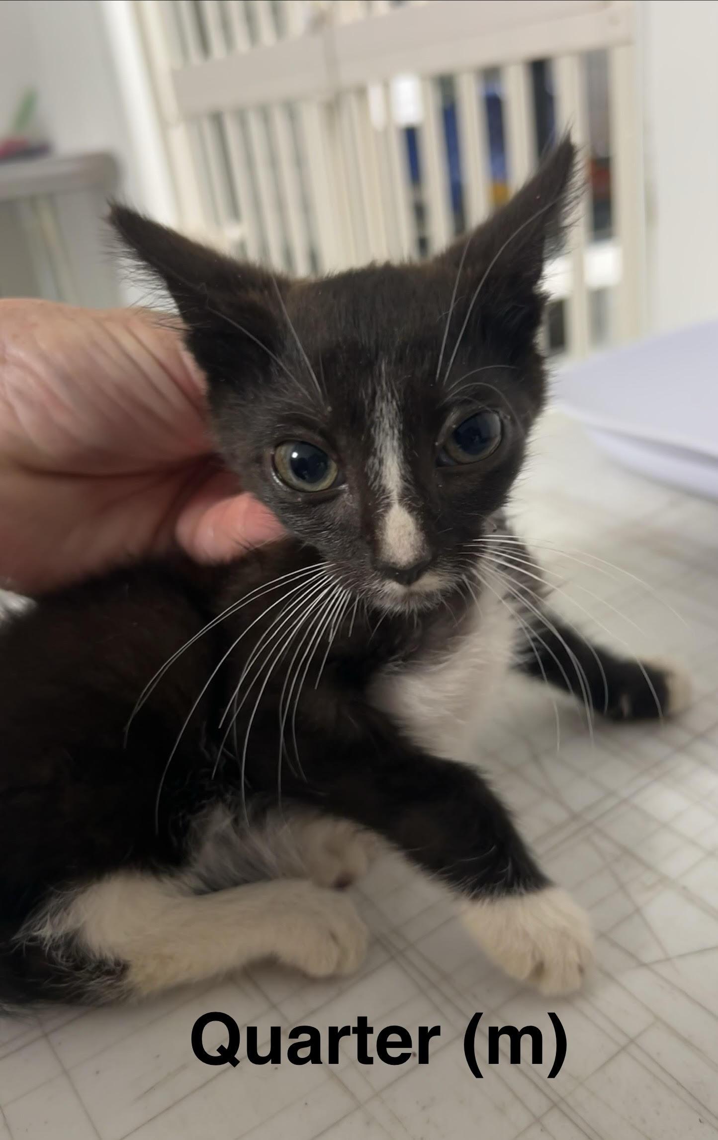Enlarge Quarter, a Adoptable Domestic Short Hair in Saugerties, NY image 1/2